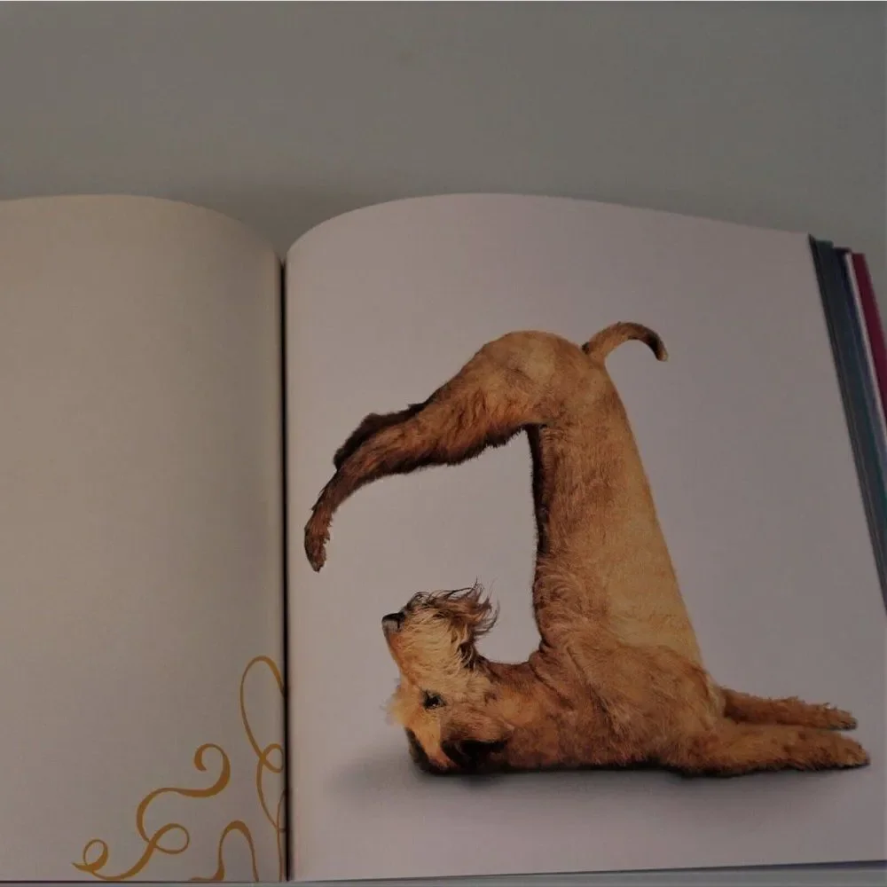 Yoga Dogs By Dan Borris 2011 Paper Back Dog Photography